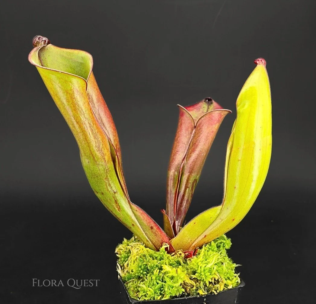 Heliamphora Folliculata - Murosipan Tepui