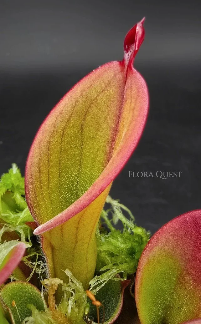 floraquest-heliamphora-huberi-upright-nectar-spoon-02.jpg