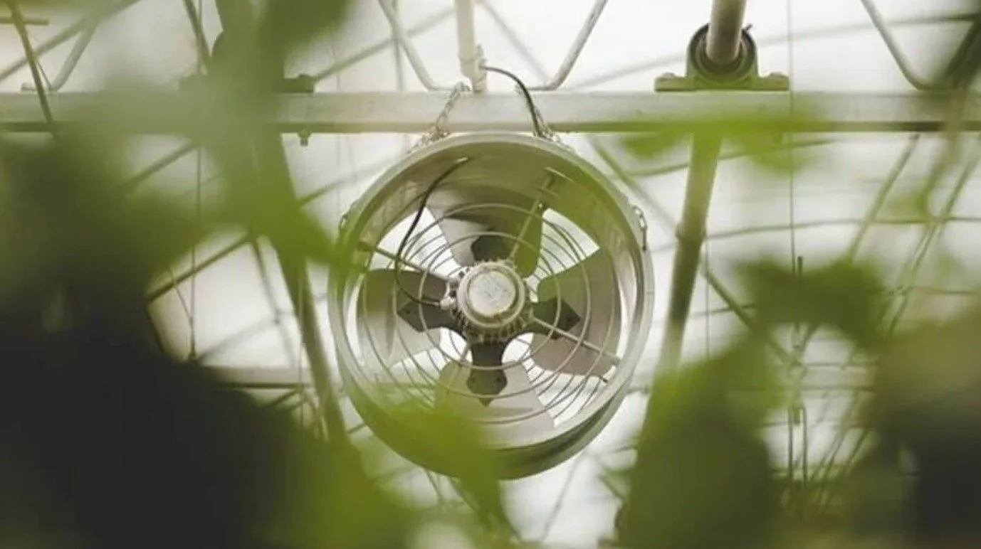 Looking up at a ceiling fan through green leaves in a room with a greenhouse-like structure.