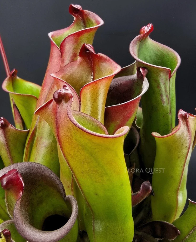 floraquest-heliamphora-purpurascens-01.jpg