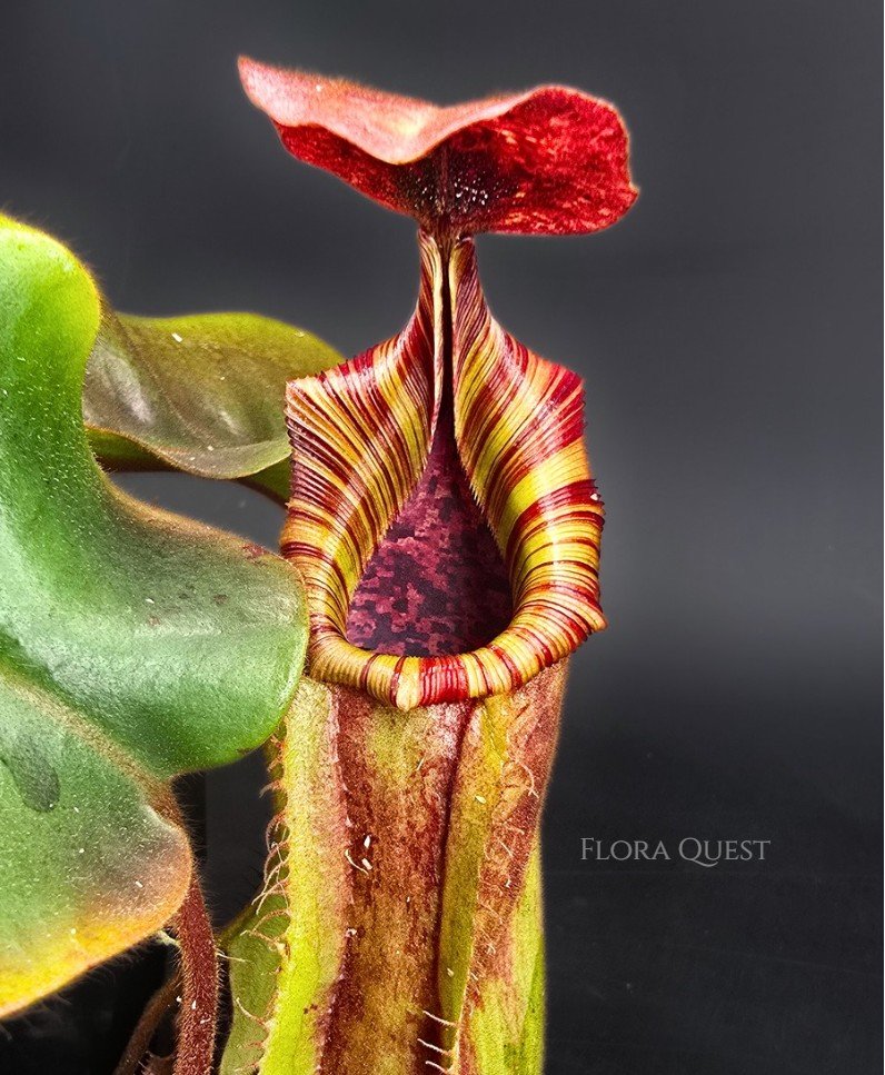 Nepenthes [(lowii x veitchii) x boschiana] x veitchii ‘Candy Dreams