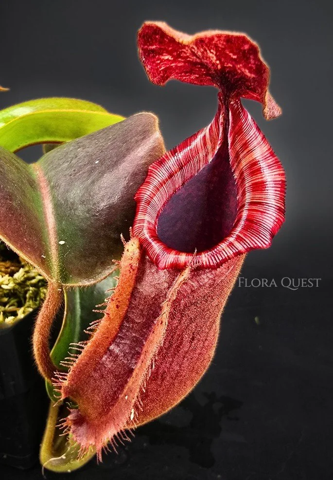 floraquest-nepenthes-lowii-veitchii-boschiana-veitchii-candy-dreams-03.jpg