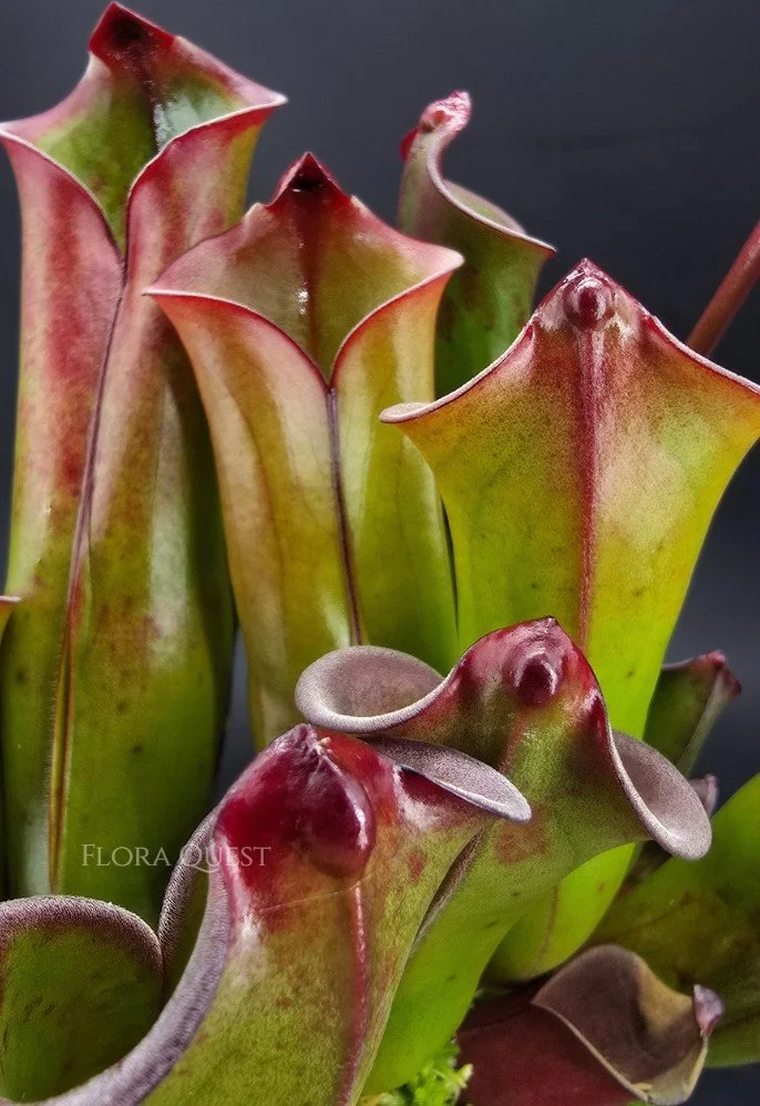 floraquest-heliamphora-purpurascens-03.jpg