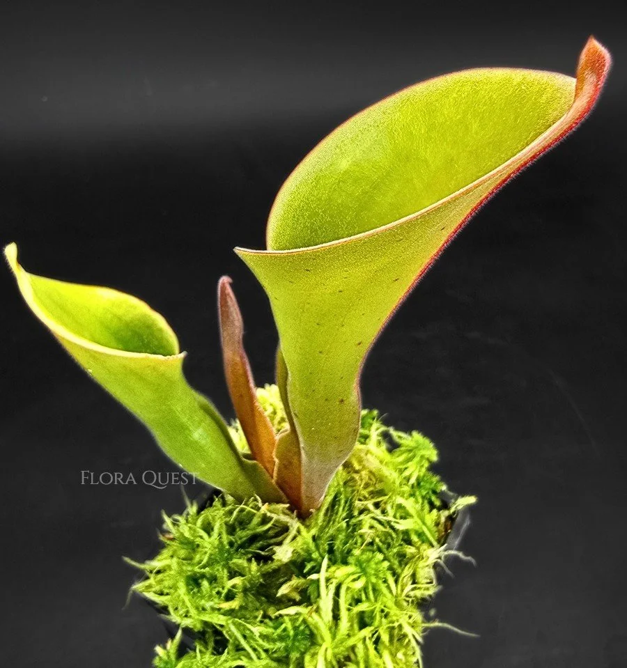 Heliamphora Nutans  (AUS)