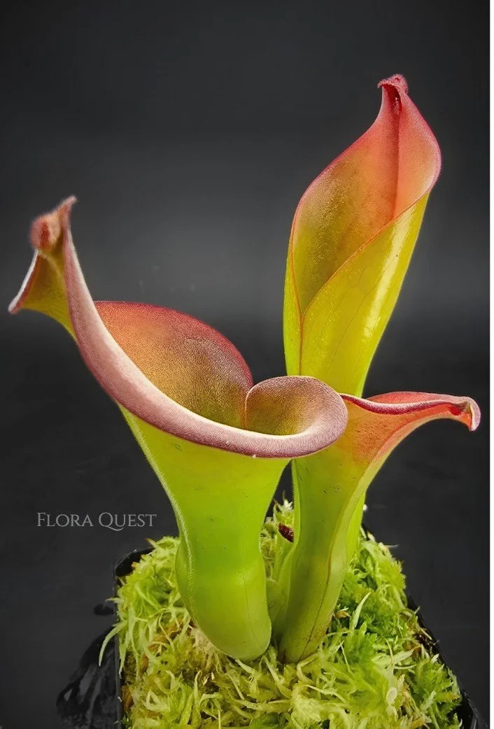 Heliamphora Uncinata