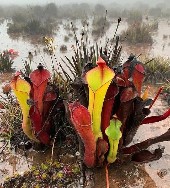 A cluster of colorful pitcher plants in a wetland, with some in yellow and red hues, surrounded by water and small plants.