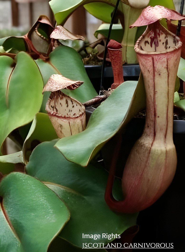 floraquest-nepenthes-clipeata-01.jpg