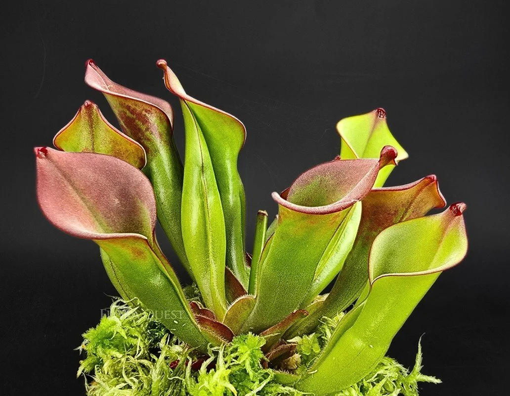 Heliamphora Collina