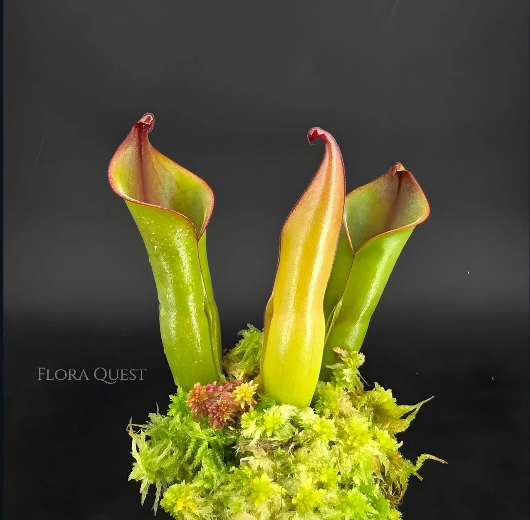 Heliamphora Folliculata × Neblinae - Clone 1