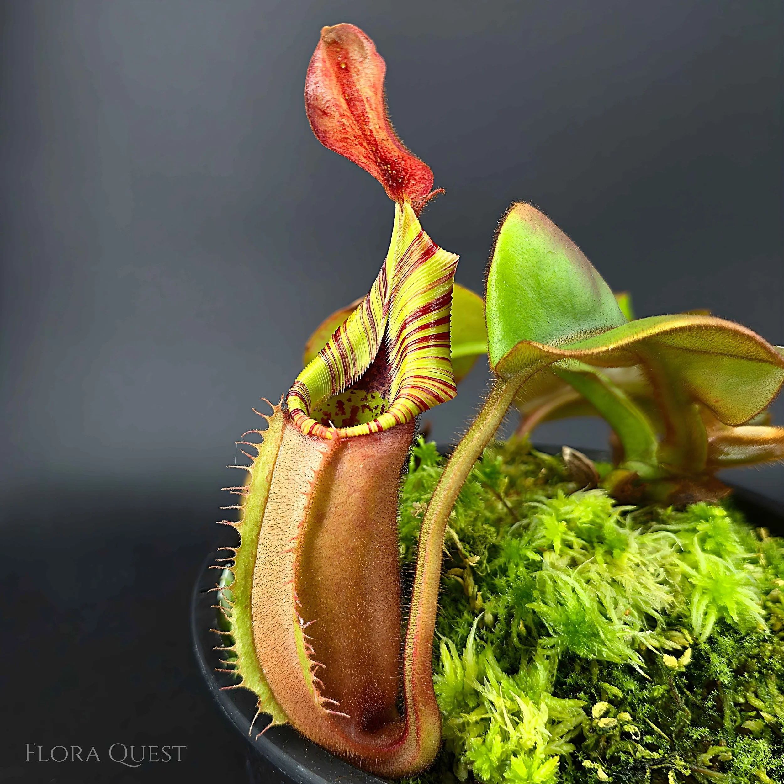 Nepenthes Veitchii (K) x (Candy Striped x Candy)