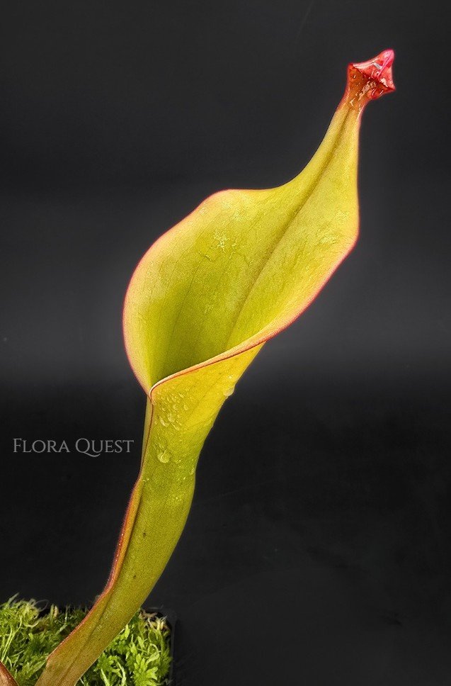 Heliamphora Godzilla