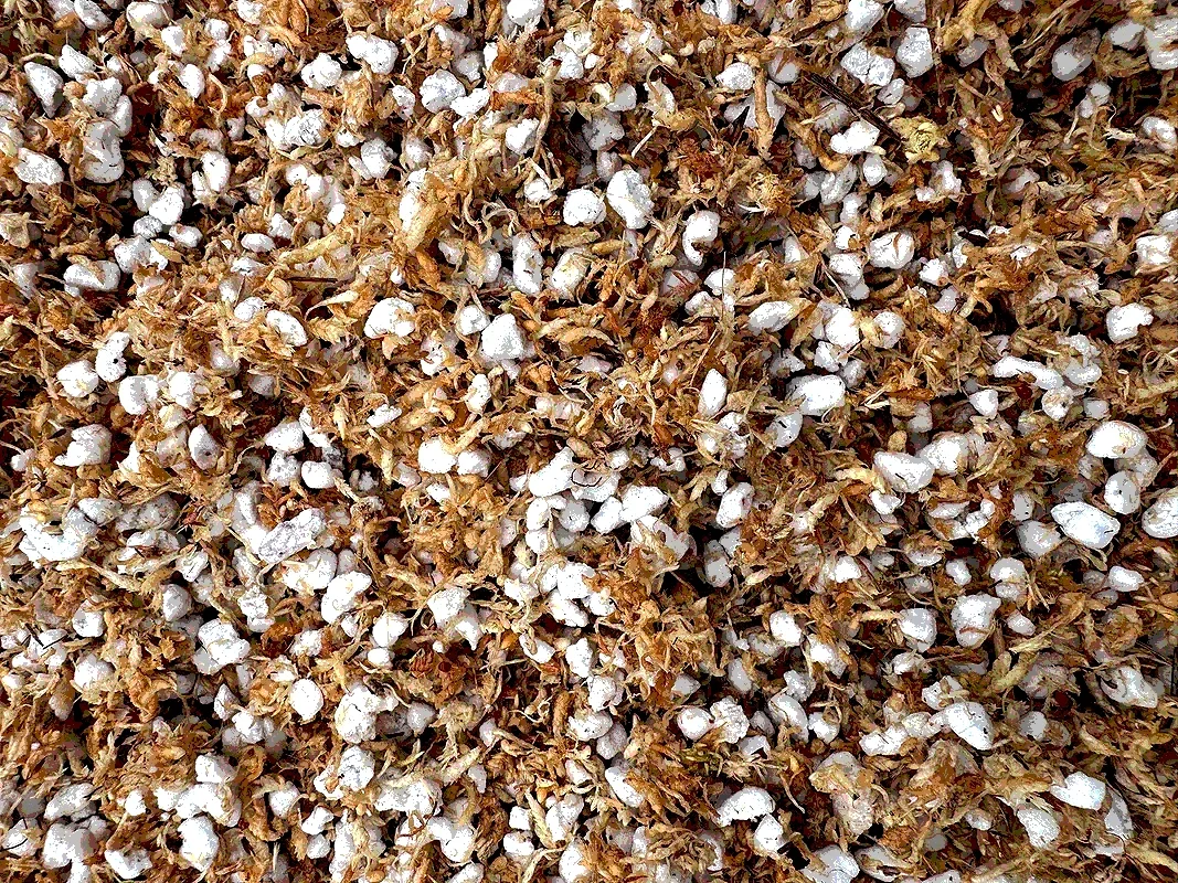 Close-up of dried poppy seed pods in a pile.