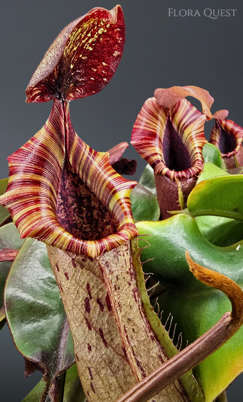 Nepenthes [(lowii x veitchii) x  boschiana] x  veitchii ‘Candy Dreams’