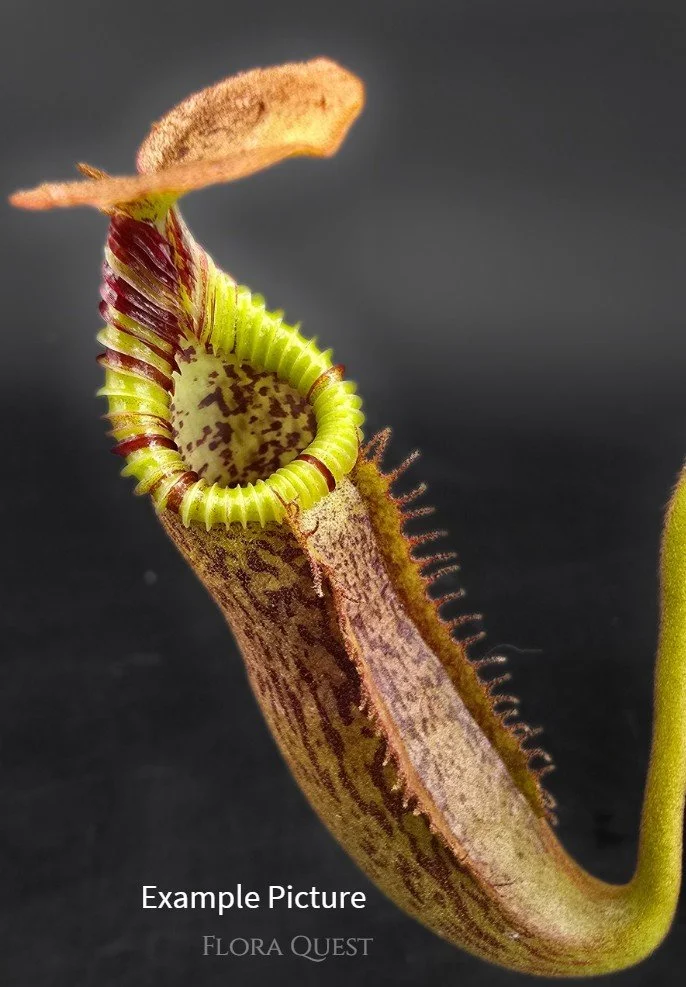 Nepenthes. Mollis x Edwardsiana