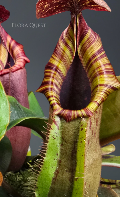 floraquest-nepenthes-lowii-veitchii-boschiana-veitchii-candy-dreams-08.png