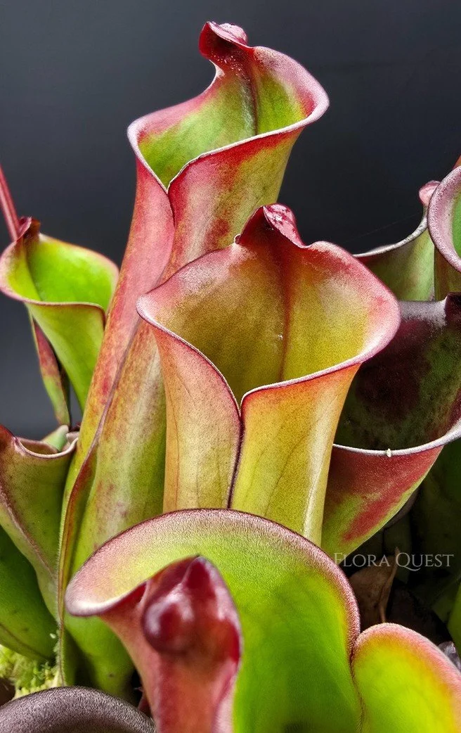 Heliamphora Purpurascens
