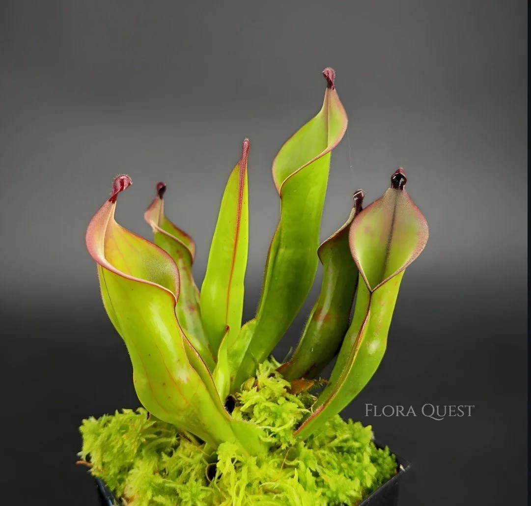 Heliamphora Black Cherry