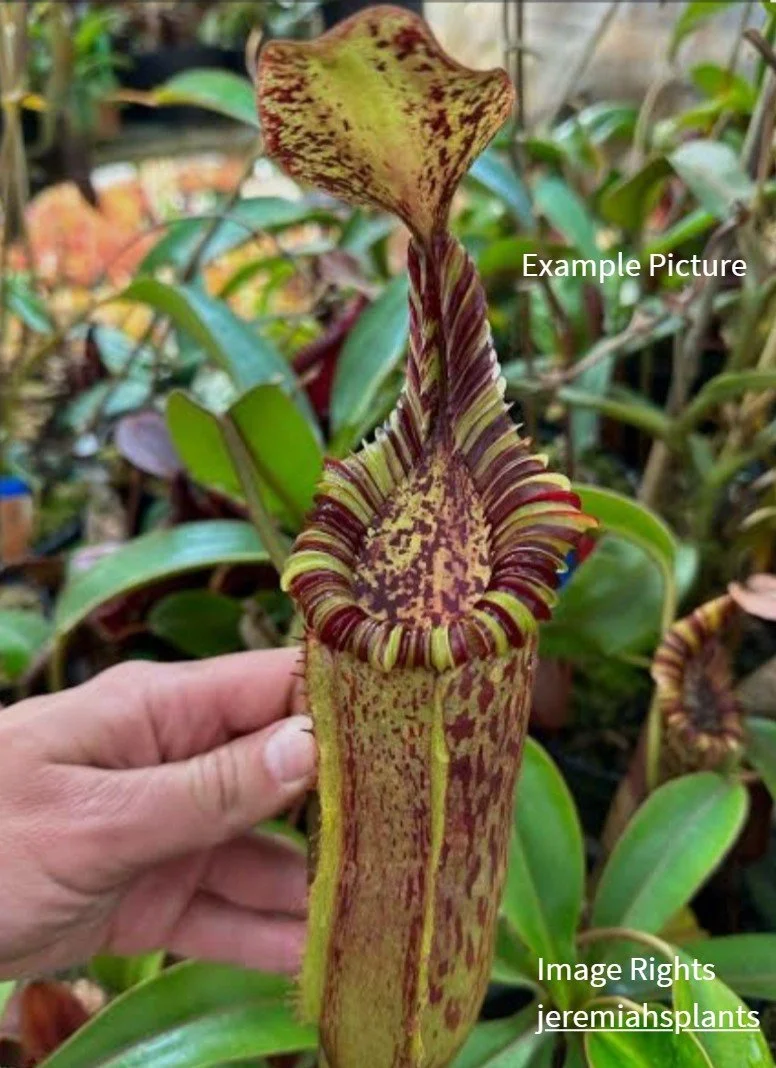 floraquest-nepenthes-mollis-edwardsiana-01.jpg
