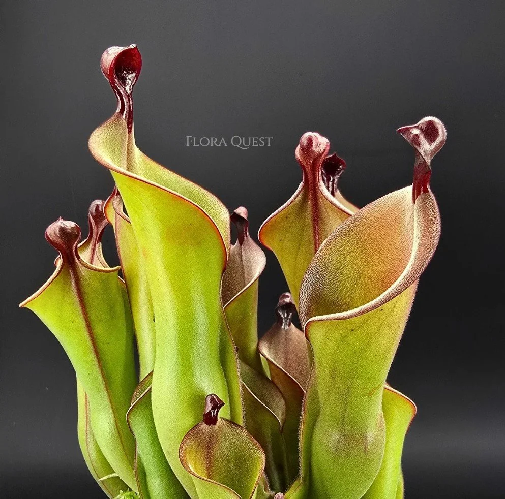 Heliamphora Mickey