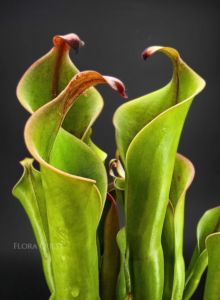 floraquest-heliamphora-neblinae-02.jpg