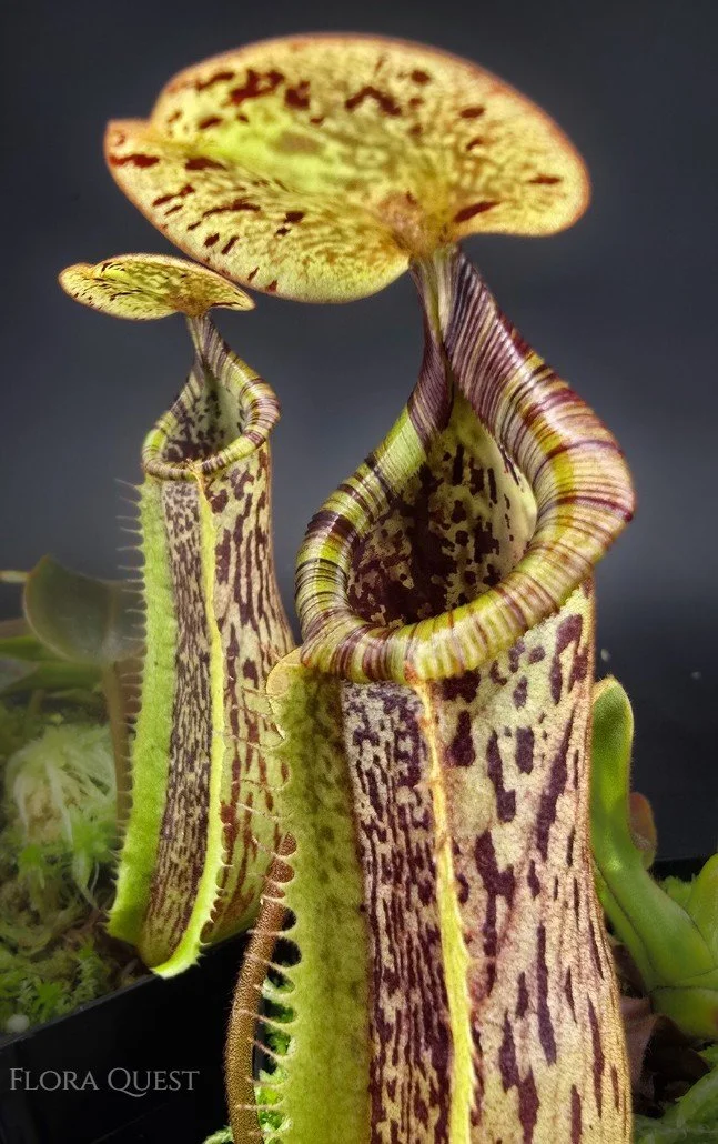 Nepenthes. (truncata × veitchii HL) × boschiana 02.jpg