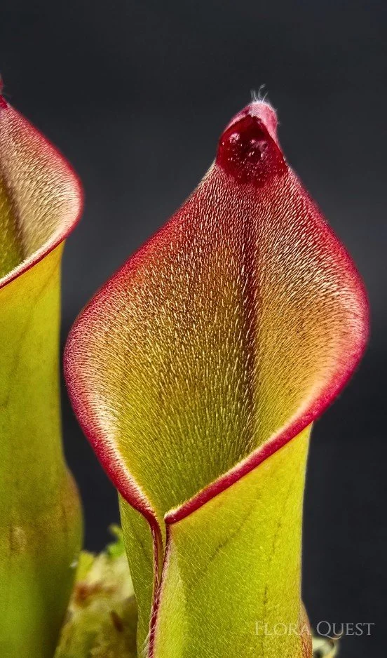 floraquest-heliamphora-electrum-01.jpg