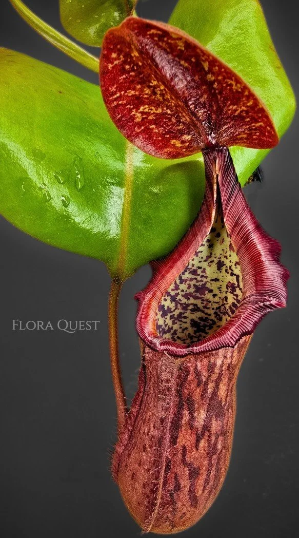 floraquest-nepenthes-lowii-veitchii-boschiana-platychila-01.jpg