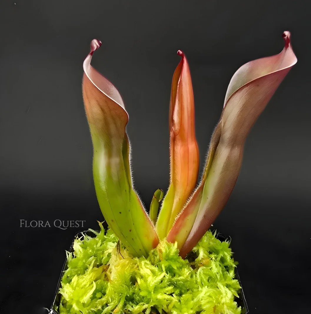 Heliamphora Huberi (Angasima)