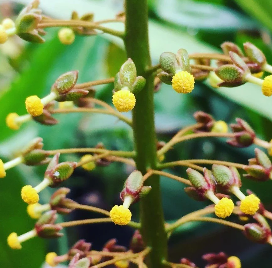 Close-up of yellow flower buds on a green plant stem.