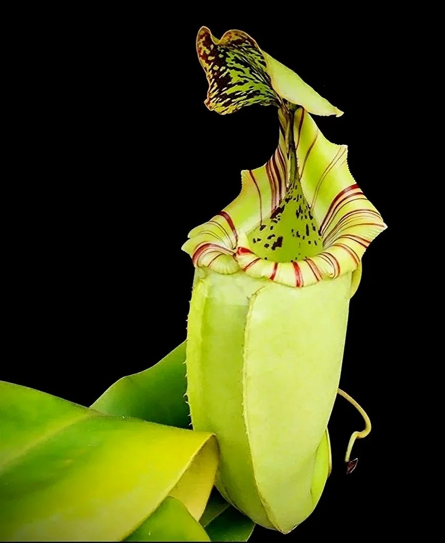A close-up of a green pitcher plant with a tubular structure and a patterned, slightly open lid against a black background.