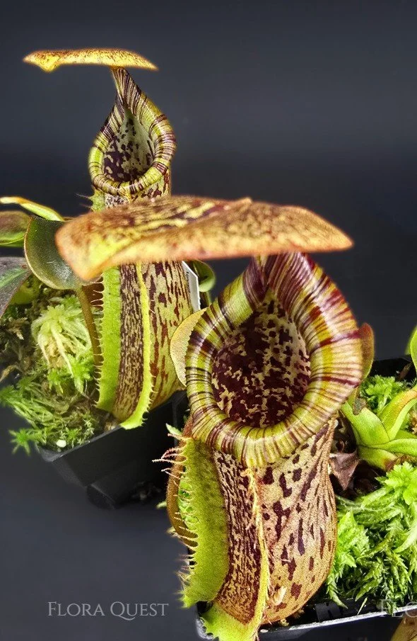 Nepenthes. (truncata x veitchii ) x boschiana
