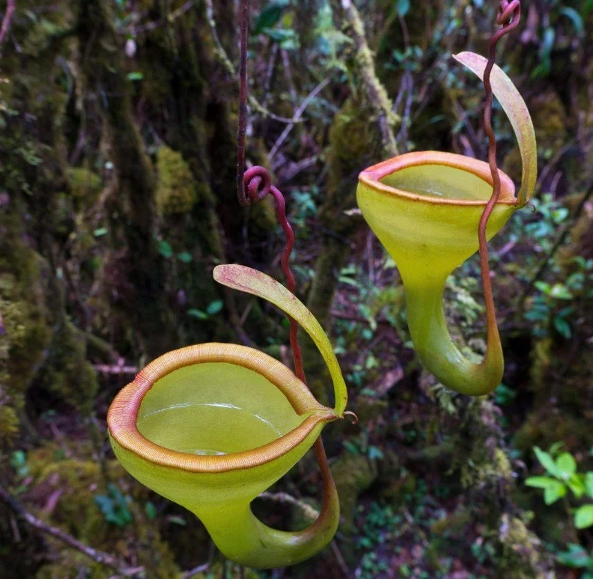 Two pitcher plants hanging from vines in a rainforest.