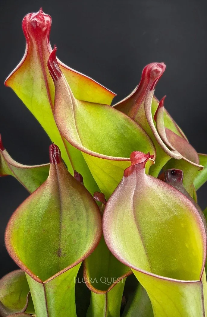 floraquest-heliamphora-akopan-03.jpg