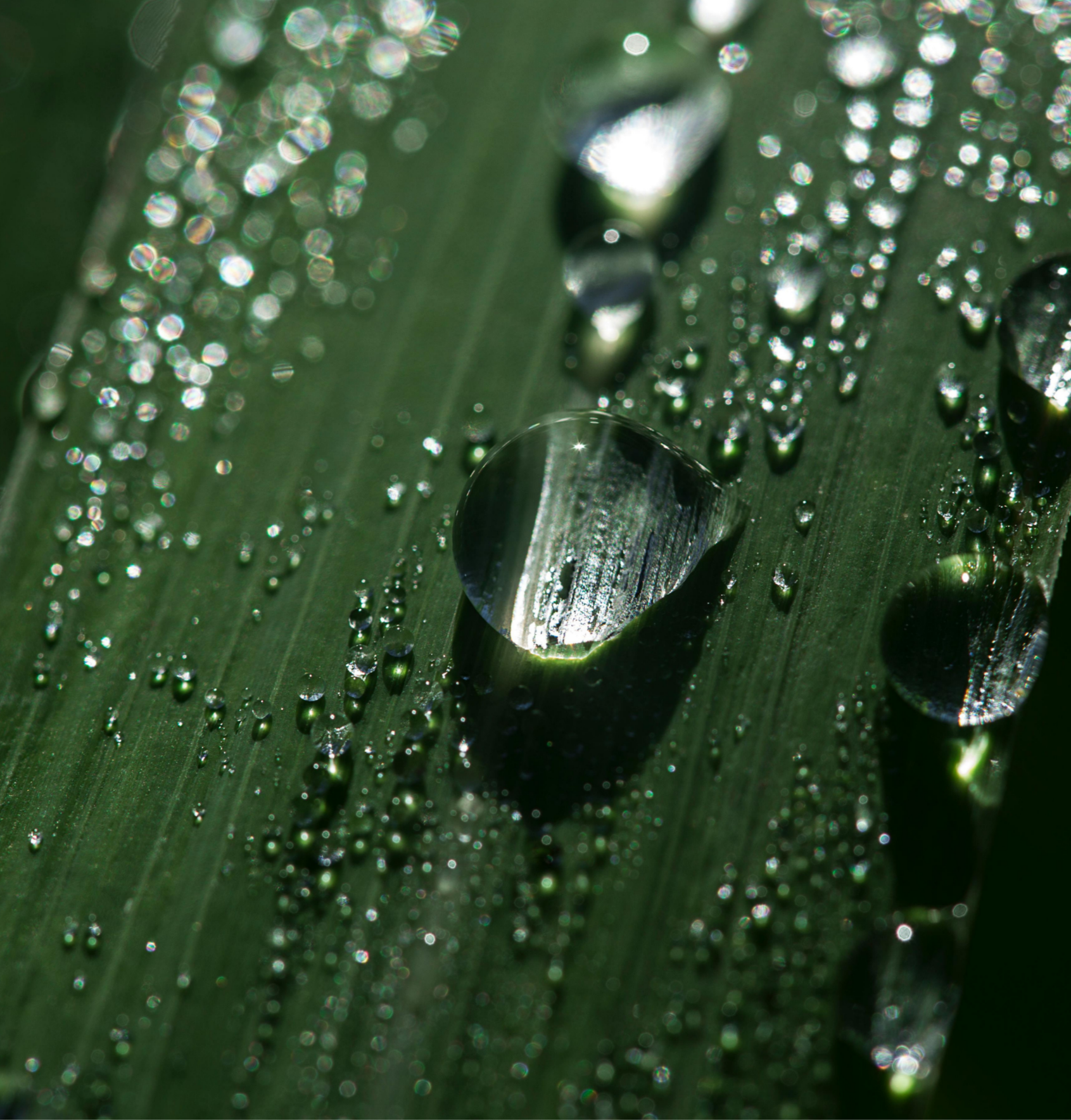 Close-up of green leaf with water droplets reflecting light.