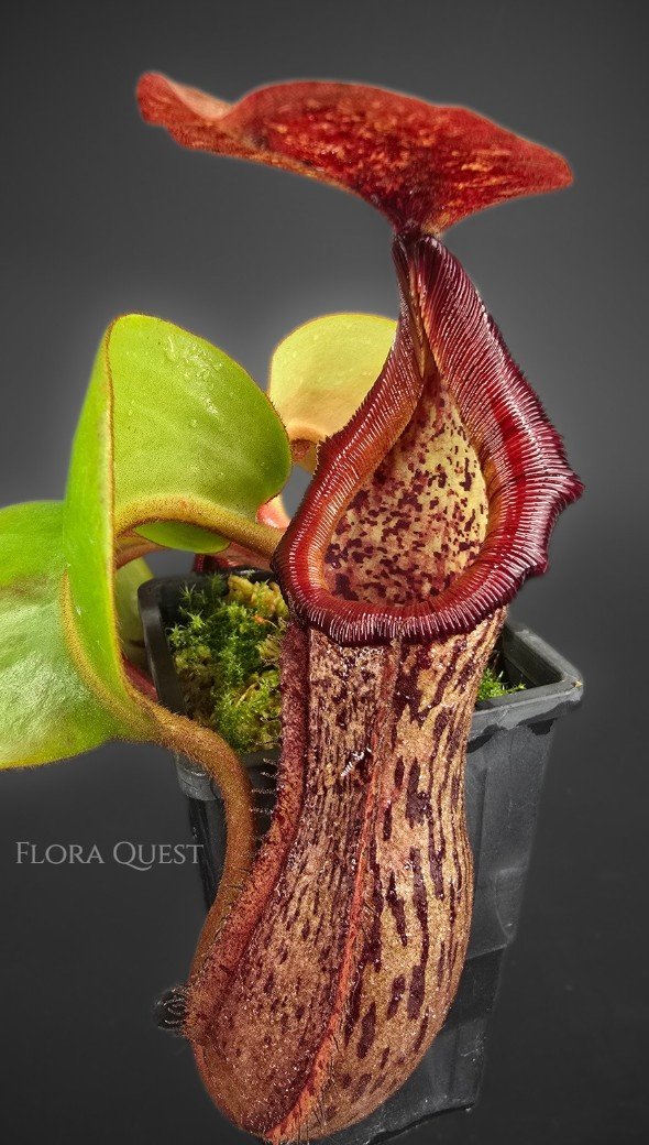 Nepenthes. [(lowii x veitchii) x boschiana] x platychila