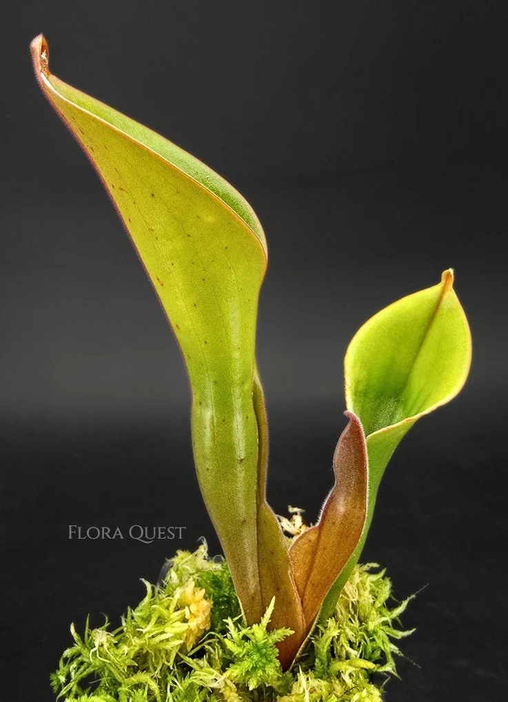floraquest-heliamphora-nutans-aus-01.jpg
