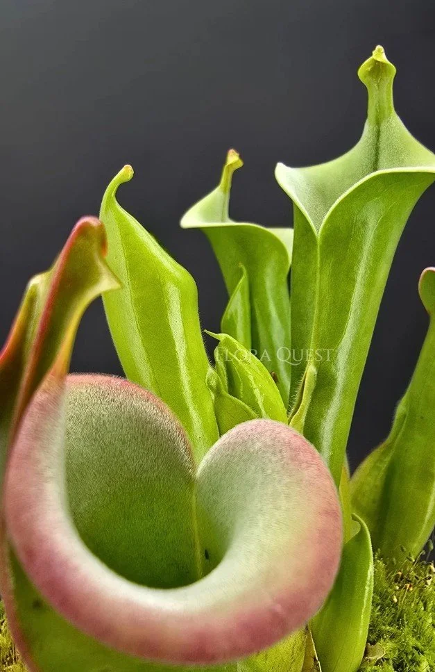 floraquest-heliamphora-Tatei-03.jpg