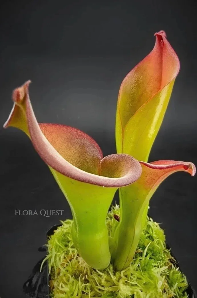 Heliamphora Uncinata