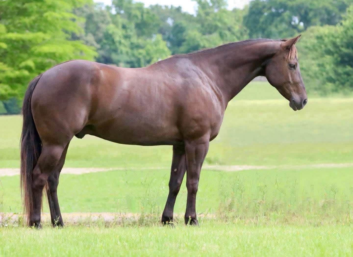 Brown horse standing in a grassy field with trees in the background.