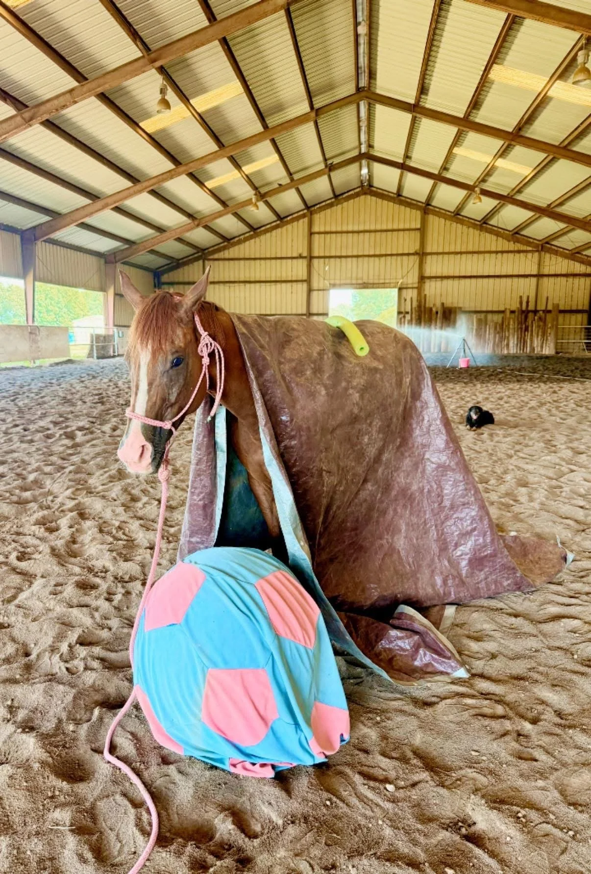 A horse standing inside a covered arena with a tarp over its back, a colorful ball nearby, and a small black and white dog in the background.