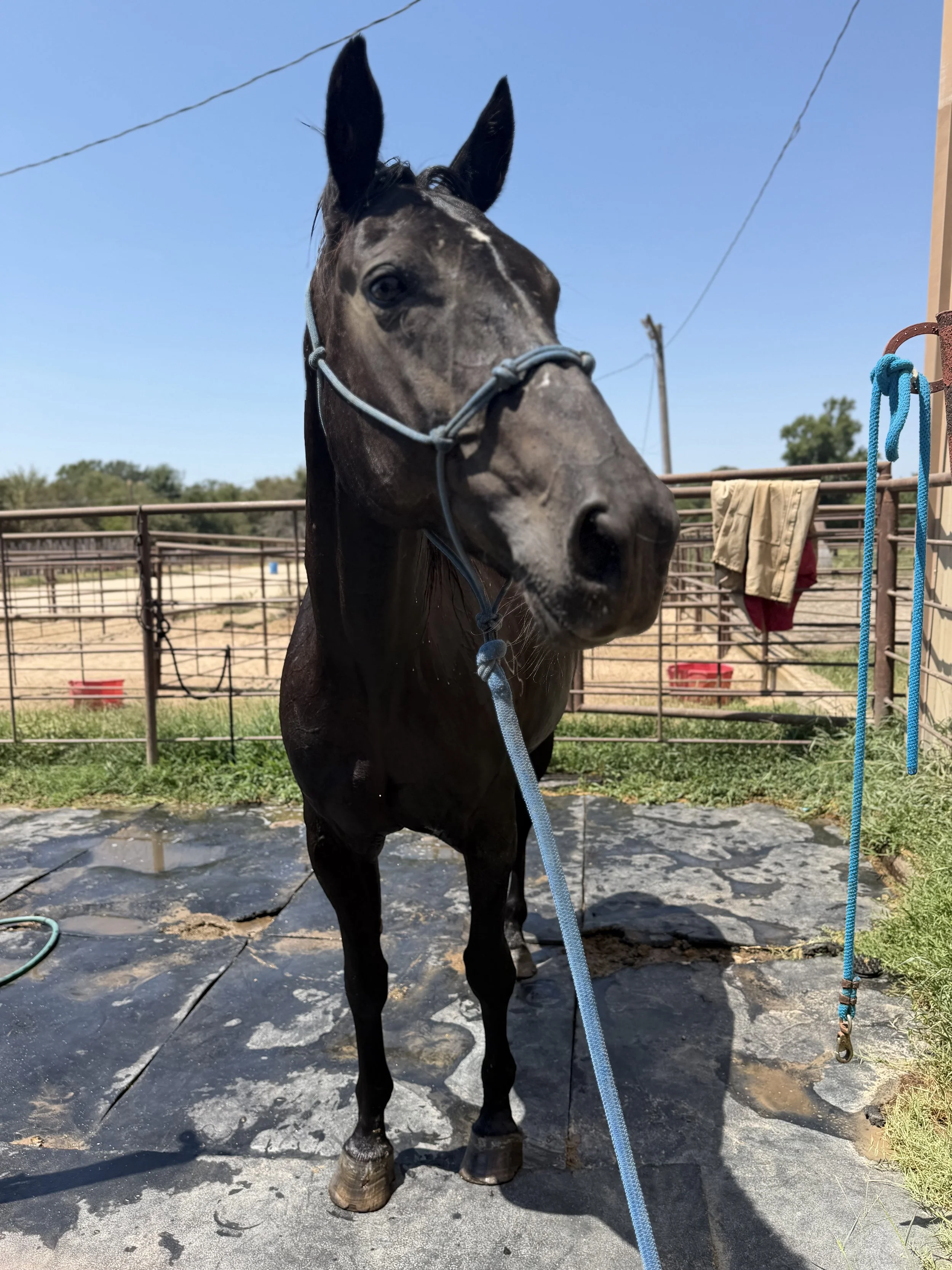 Black horse standing in a paddock, wearing a halter, with a blue lead rope attached. There are metal fences, some clothing hanging on the fence, and trees in the background under a clear blue sky.