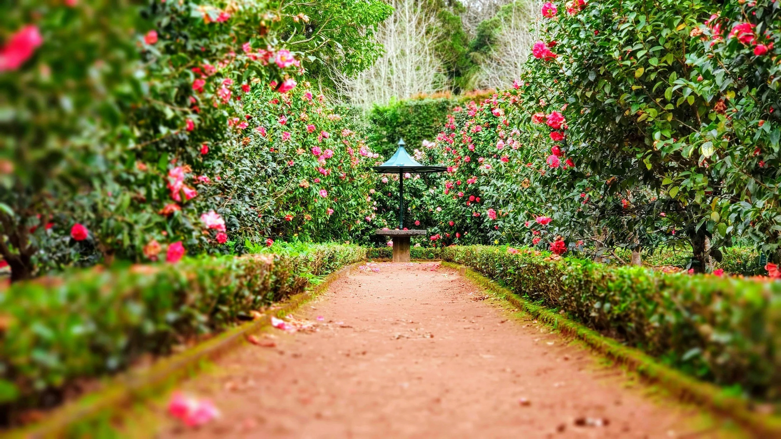Photo of a garden