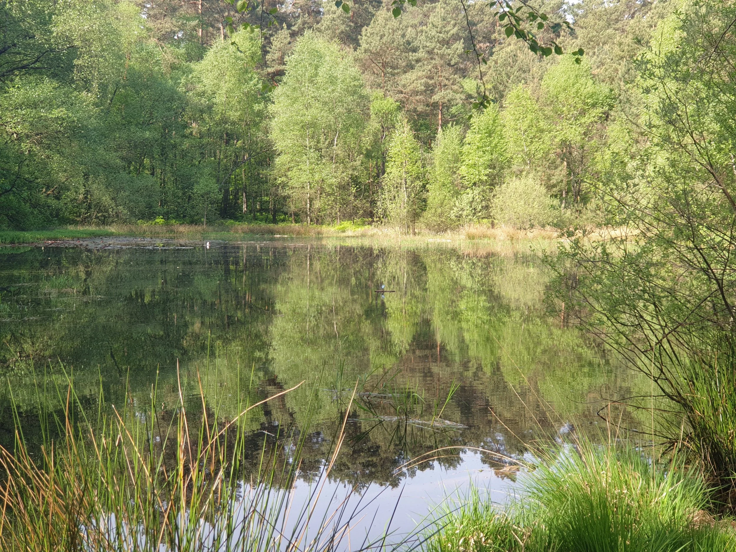 Benteich (4).jpg