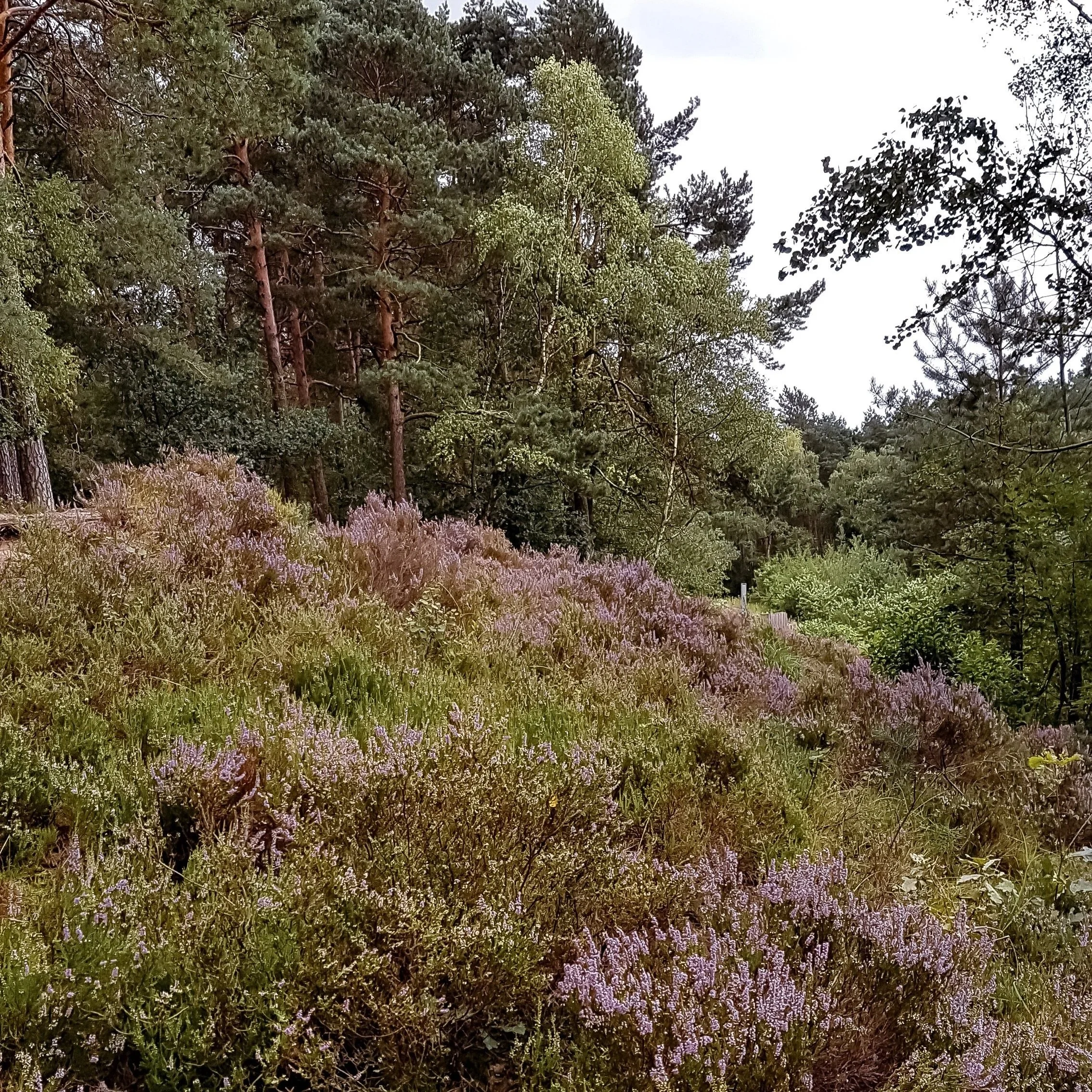 Ein Wald mit verschiedenen Bäumen und bunten Pflanzen im Vordergrund, Himmel im Hintergrund.