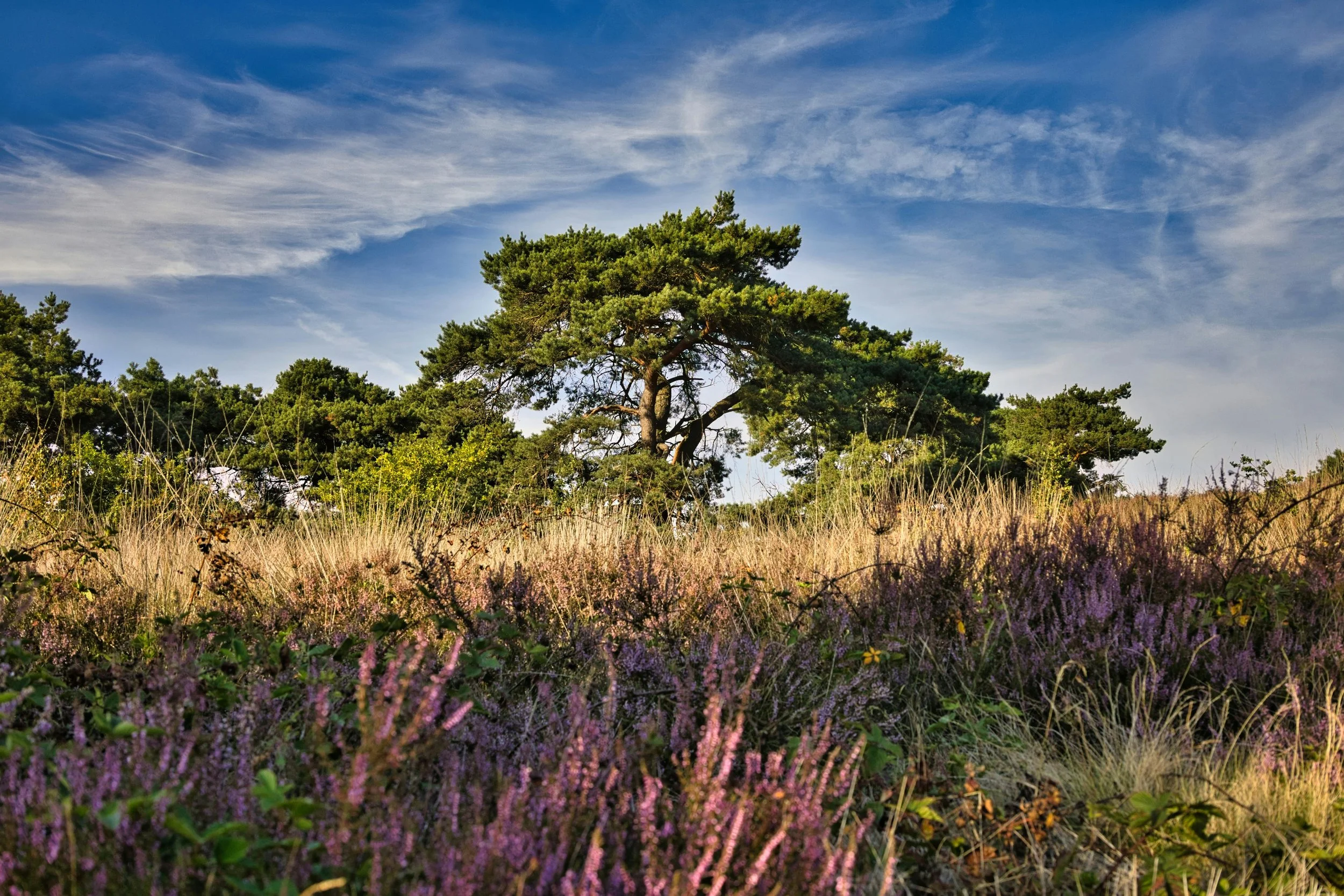 Ein einzelner grünblättriger Baum auf einer Wiese mit violetten Blumen unter einem blauen Himmel mit weißen Wolken.