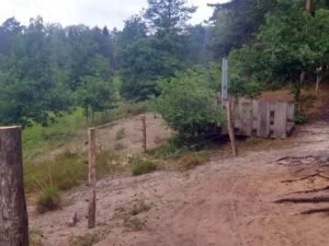 Beweidung im Augustdorfer Dünenfeld