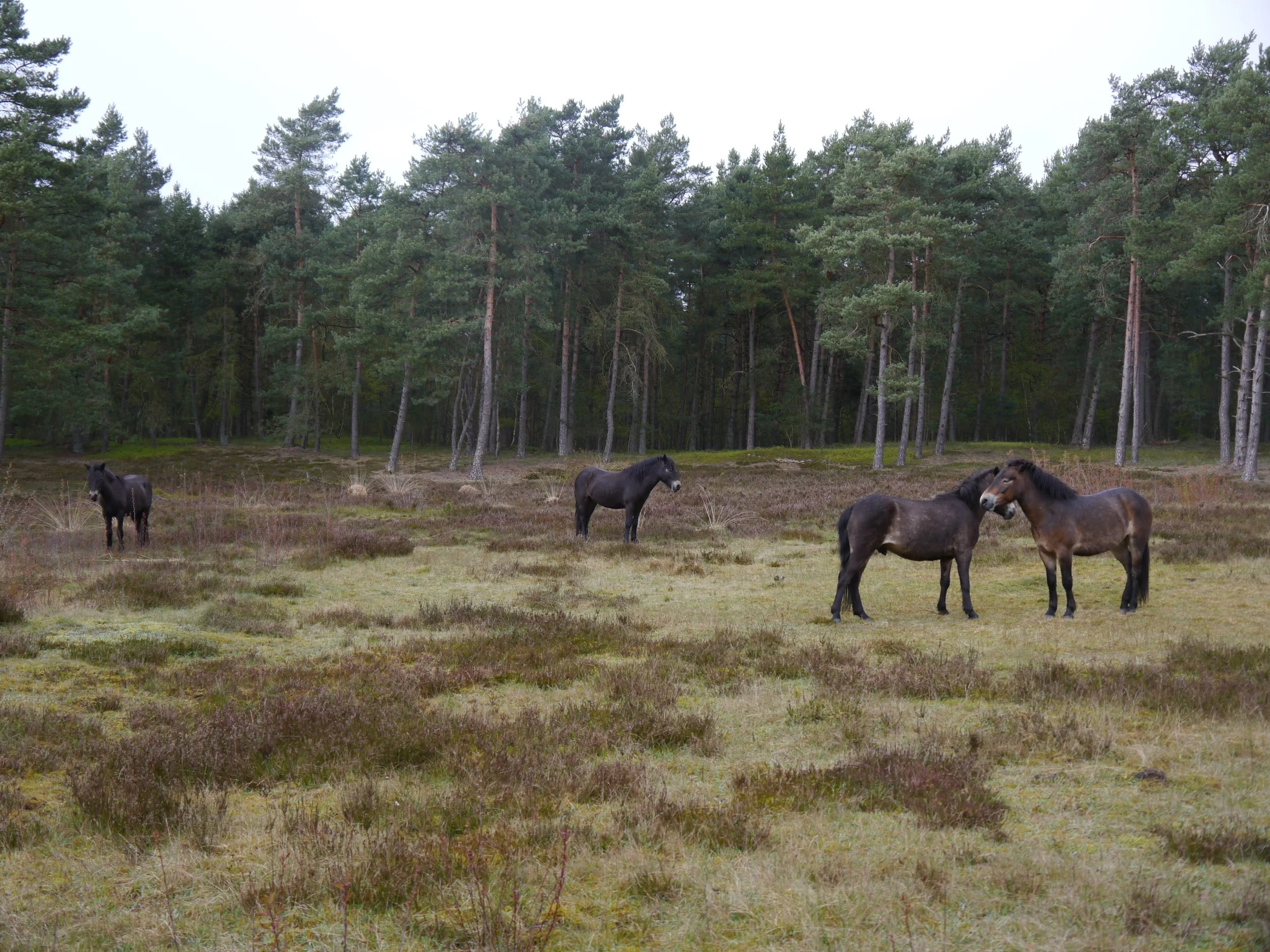 Die Exmoor-Ponys sind da.