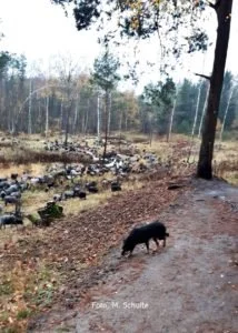 Dünenfeld und Aussichtsplattform