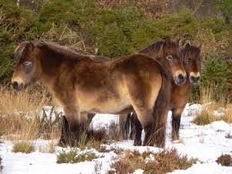 Naturschutzgroßprojekt Senne, Teutoburger Wald und Dünen ohne Meer