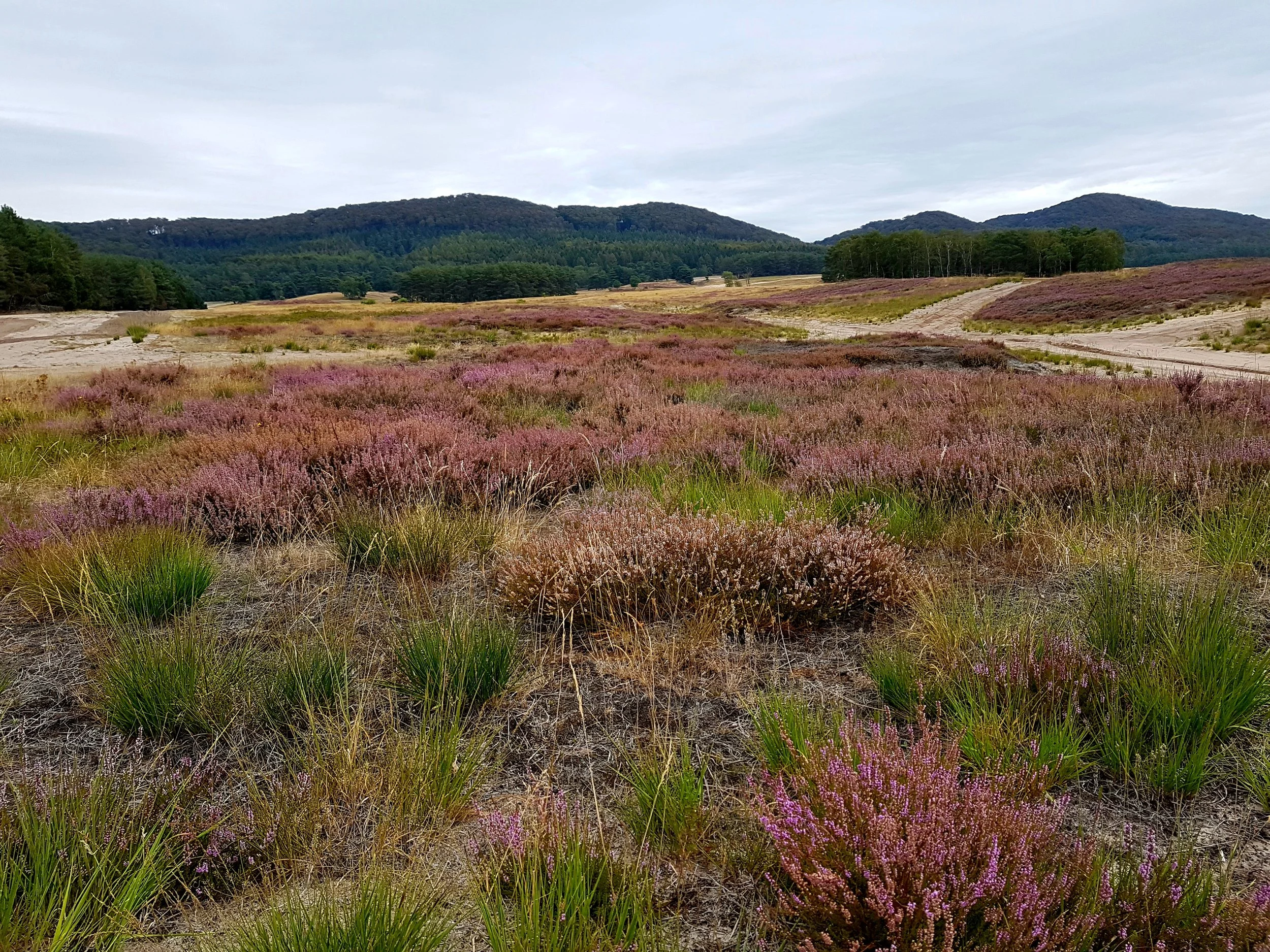 Blick auf eine hügelige Landschaft mit lila Heide, grünem Wald und Bergen im Hintergrund, bei bewölktem Himmel.